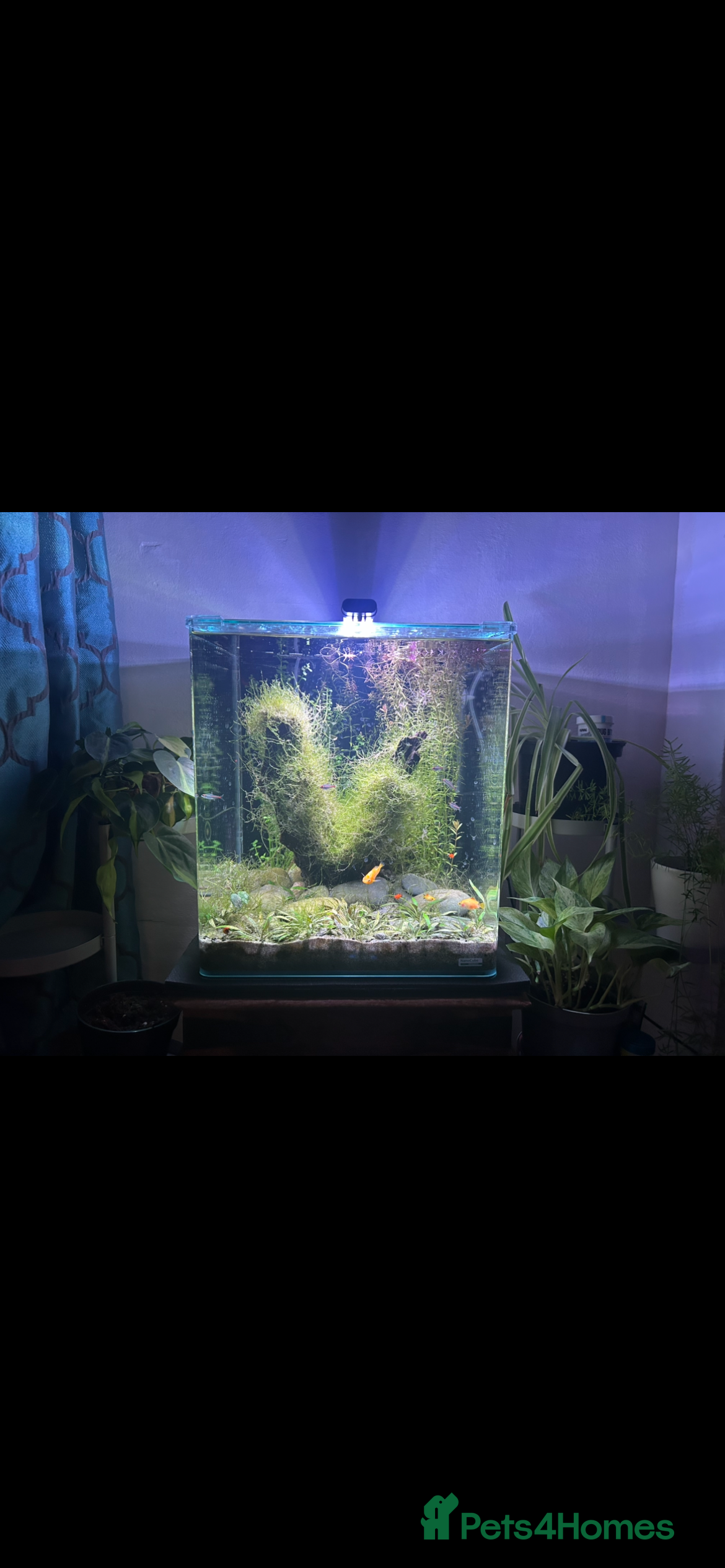 Live Bearers fish Complete tropical fish tank setup 🐟 - Advert 1