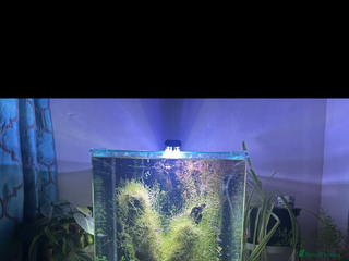 Live Bearers fish Complete tropical fish tank setup 🐟 - Advert 13