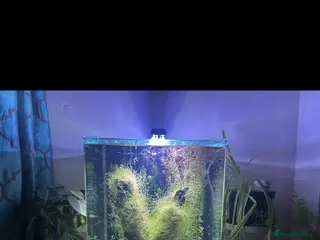 Live Bearers fish Complete tropical fish tank setup 🐟 - Advert 4