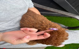 Cockapoo dogs for sale: Cockerpoo Puppies - Image 26
