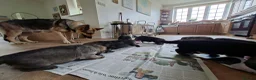 German Shepherd dogs for sale: Beautiful GSD puppies  in Paignton - Advert 5