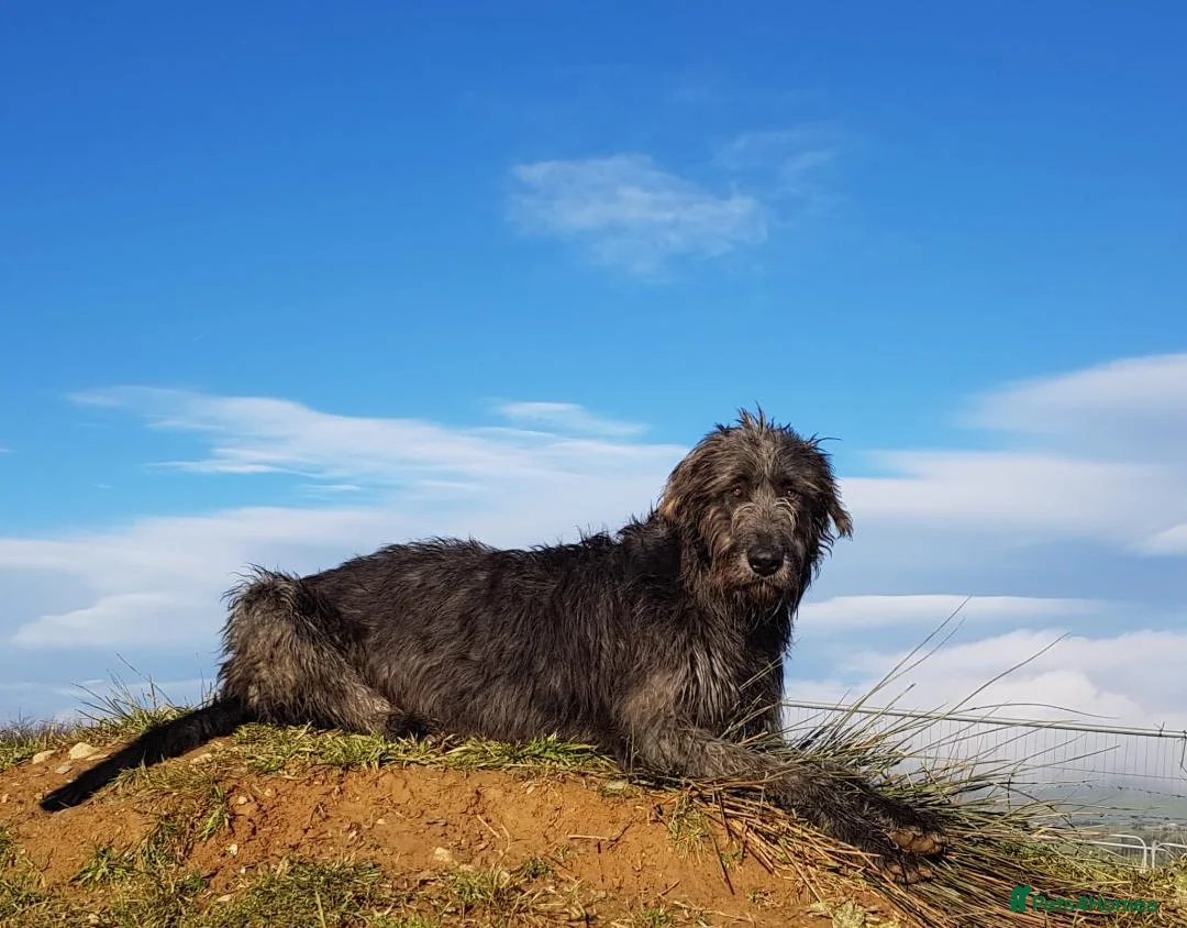 Irish Wolfhound dogs for stud: Irish Wolfhound Stud - Advert 2