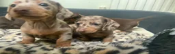 Miniature Dachshund dogs for sale: Funny happy miniature dachshund puppies - Advert 16