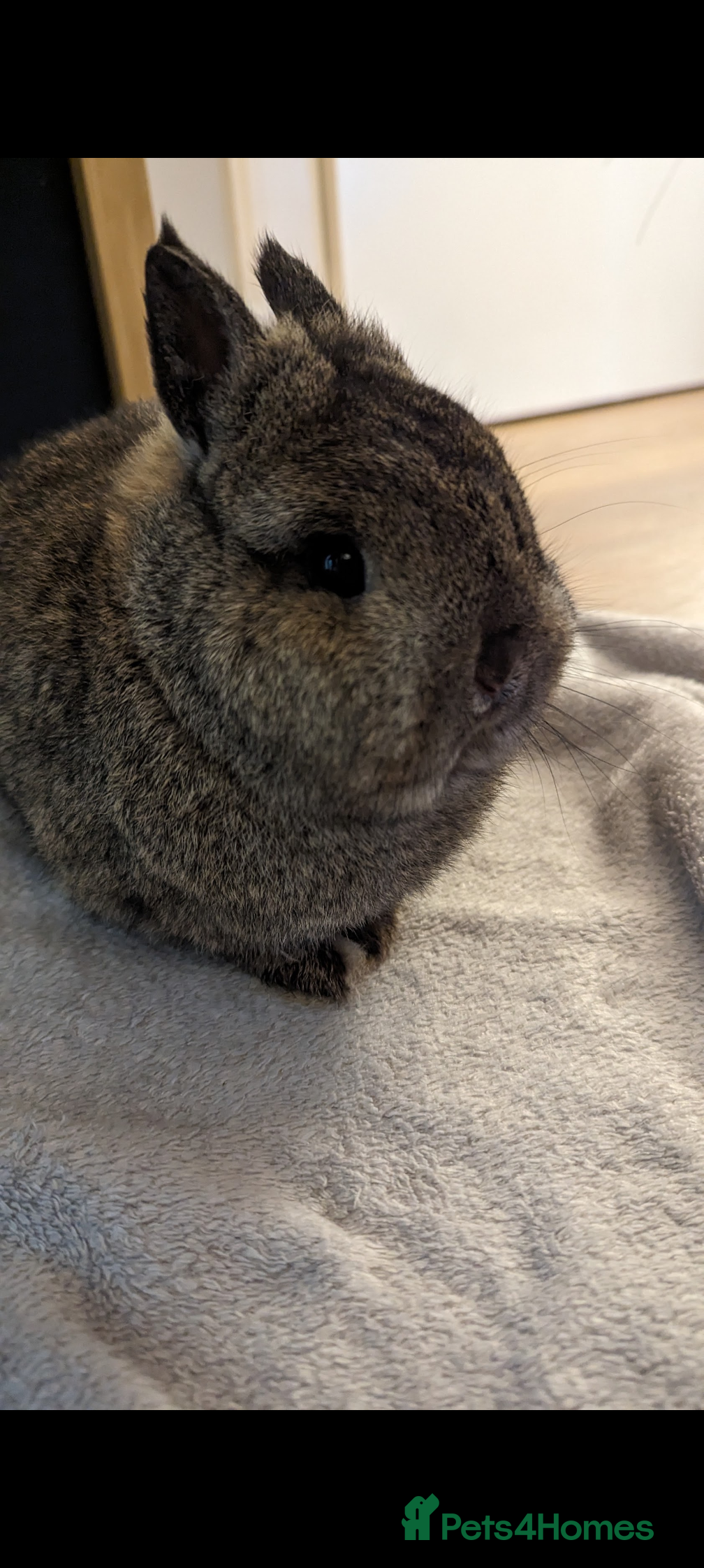 Mixed Breed rabbits Rabbit with full set up - Advert 7