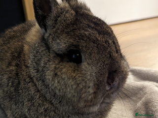 Mixed Breed rabbits Rabbit with full set up - Advert 7