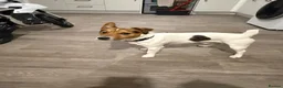Jack Russell dogs for stud: Jack russell Stud in Salisbury - Advert 8