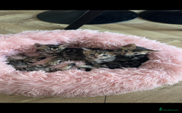Bengal cats for sale: Beautiful Bengal Kittens for Sale Ready July 28th - Image 3