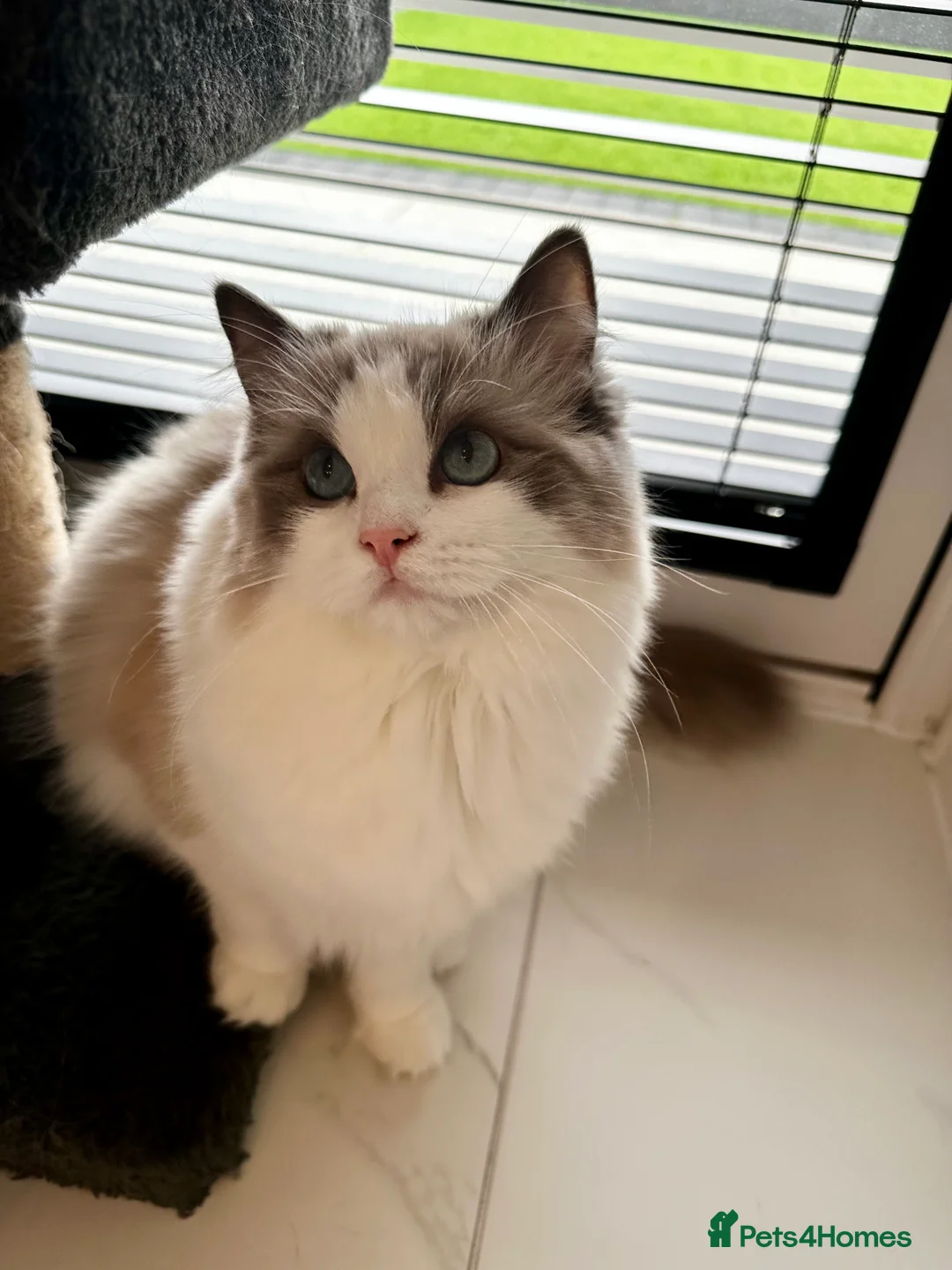 Ragdoll cats for sale:  🩷 Exquisite Active European Ragdoll 🇳🇱  - Advert 9