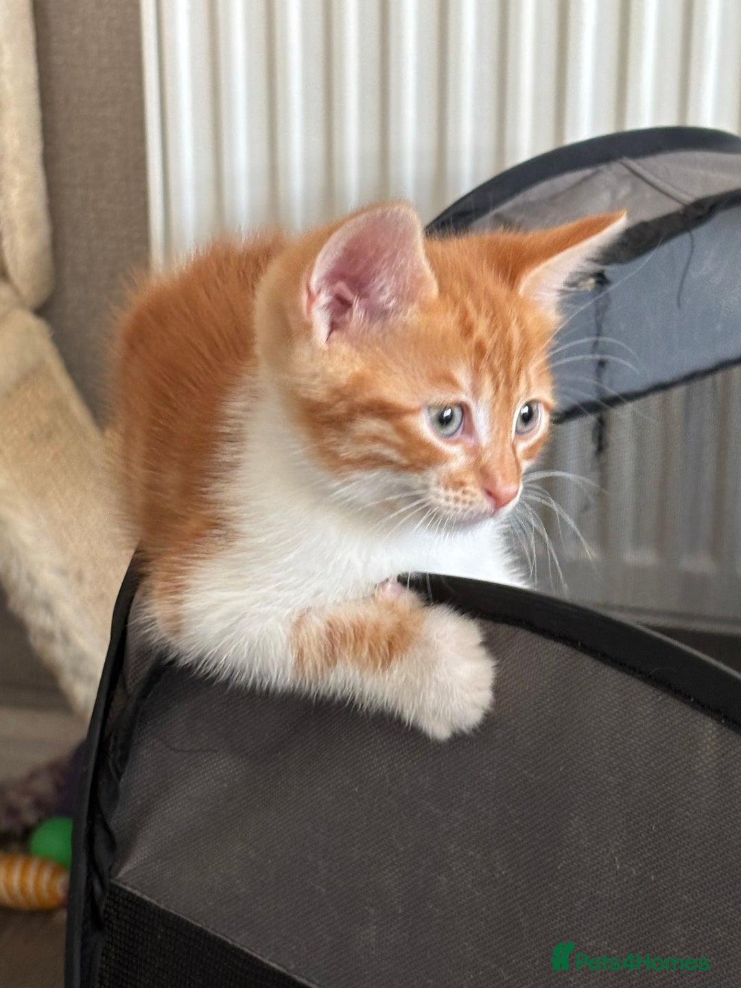 Mixed Breed cats for sale: 4 Gorgeous little boys  - Image 21