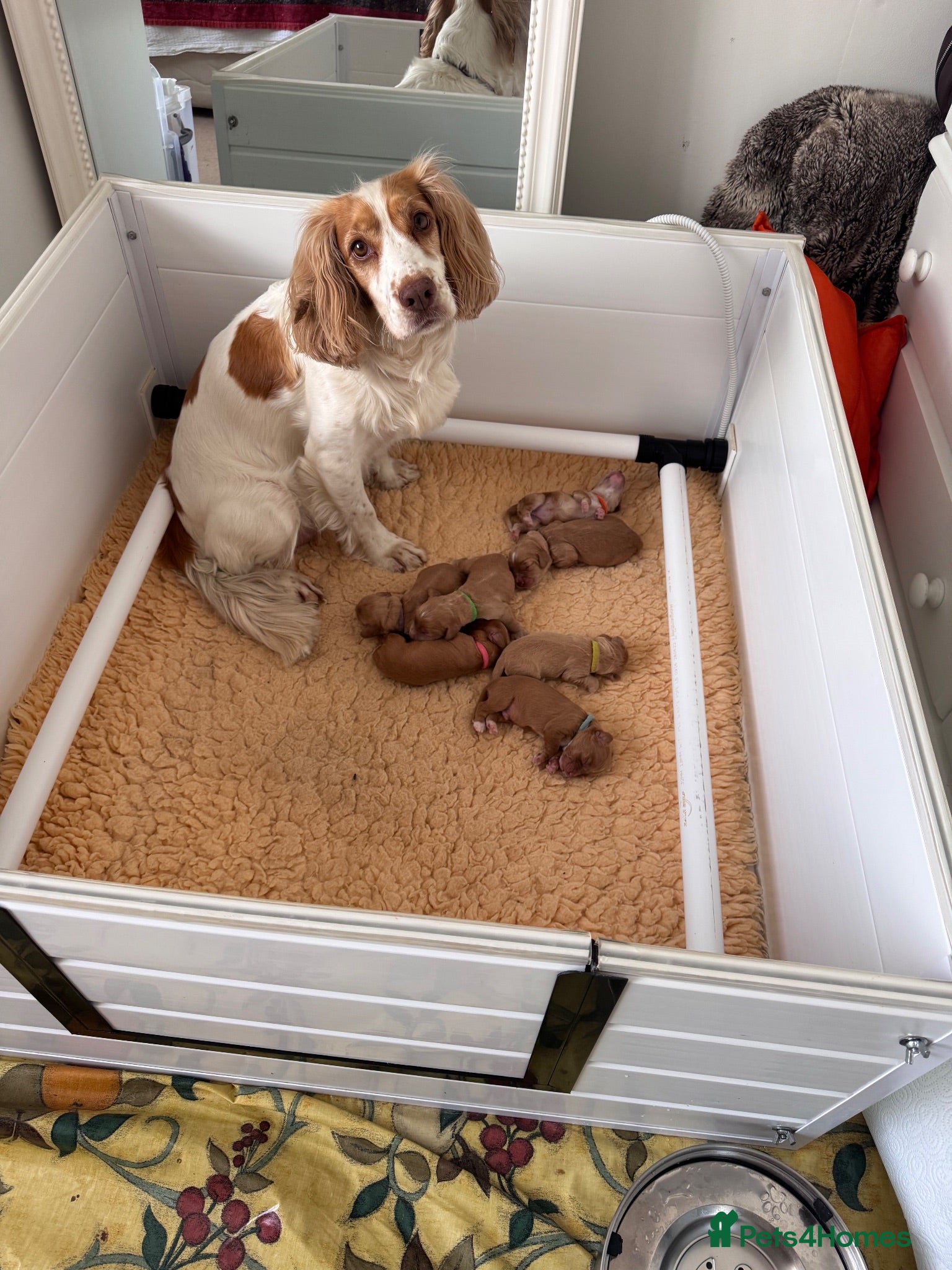 Cocker Spaniel dogs KC Reg full health tested quality Cocker Spaniels - Advert 1