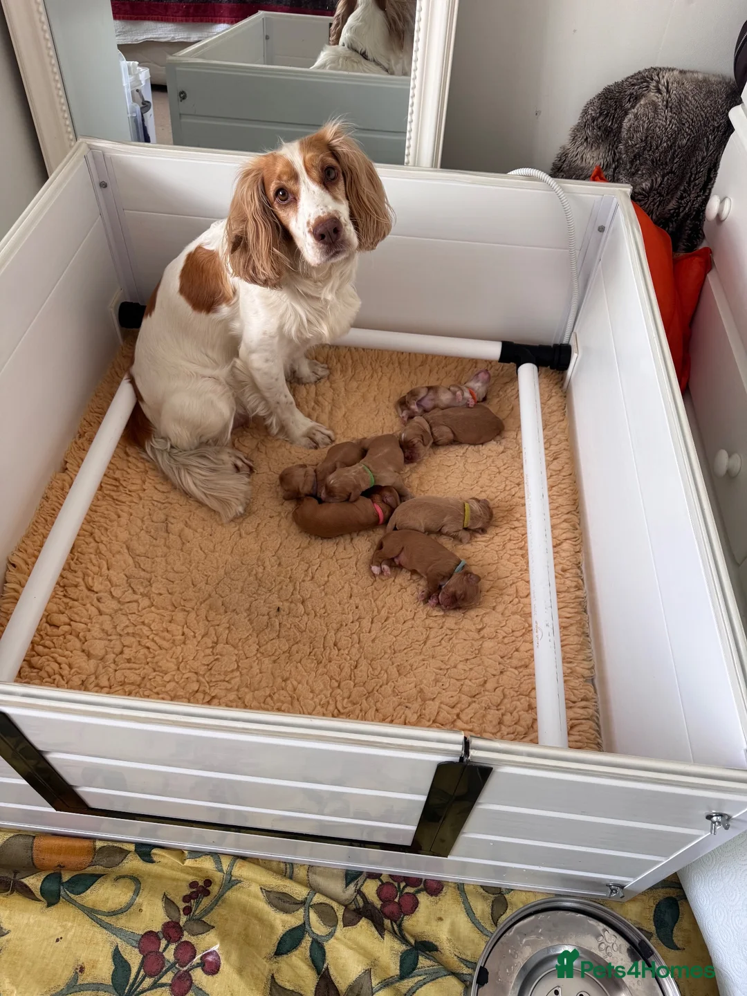 Cocker Spaniel dogs for sale: KC Reg full health tested quality Cocker Spaniels - Advert 1