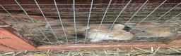 Dwarf Lop rabbits for sale: Dwarf bunnies - Advert 4