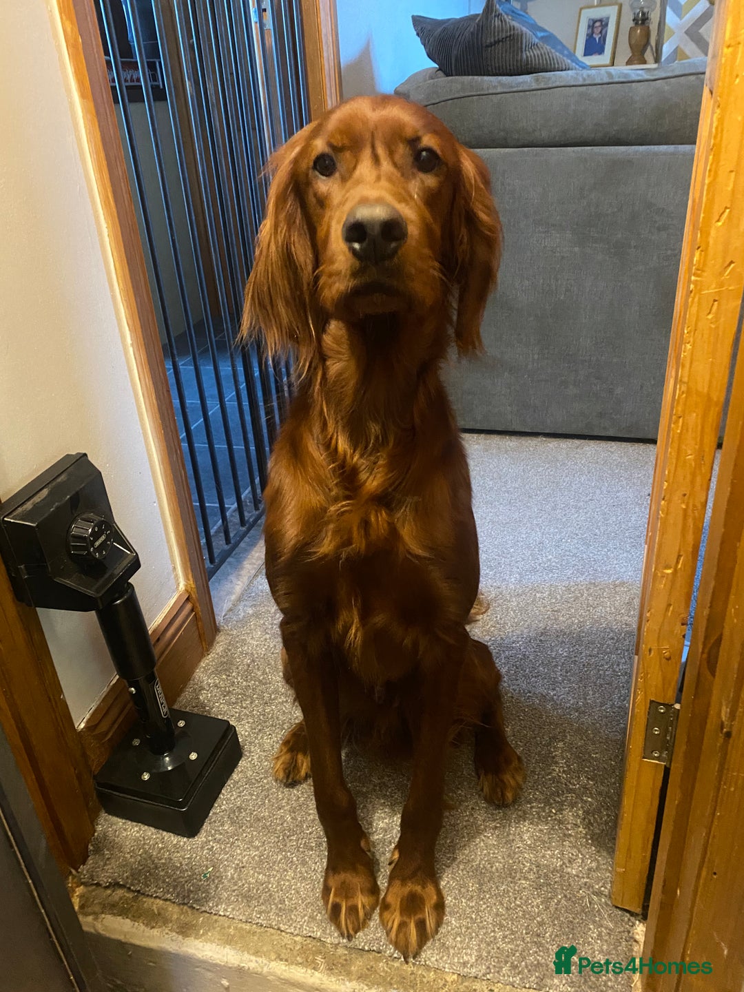 Irish Setter dogs for stud: WELL PROVEN Irish Setter for Stud in Carlisle - Image 1