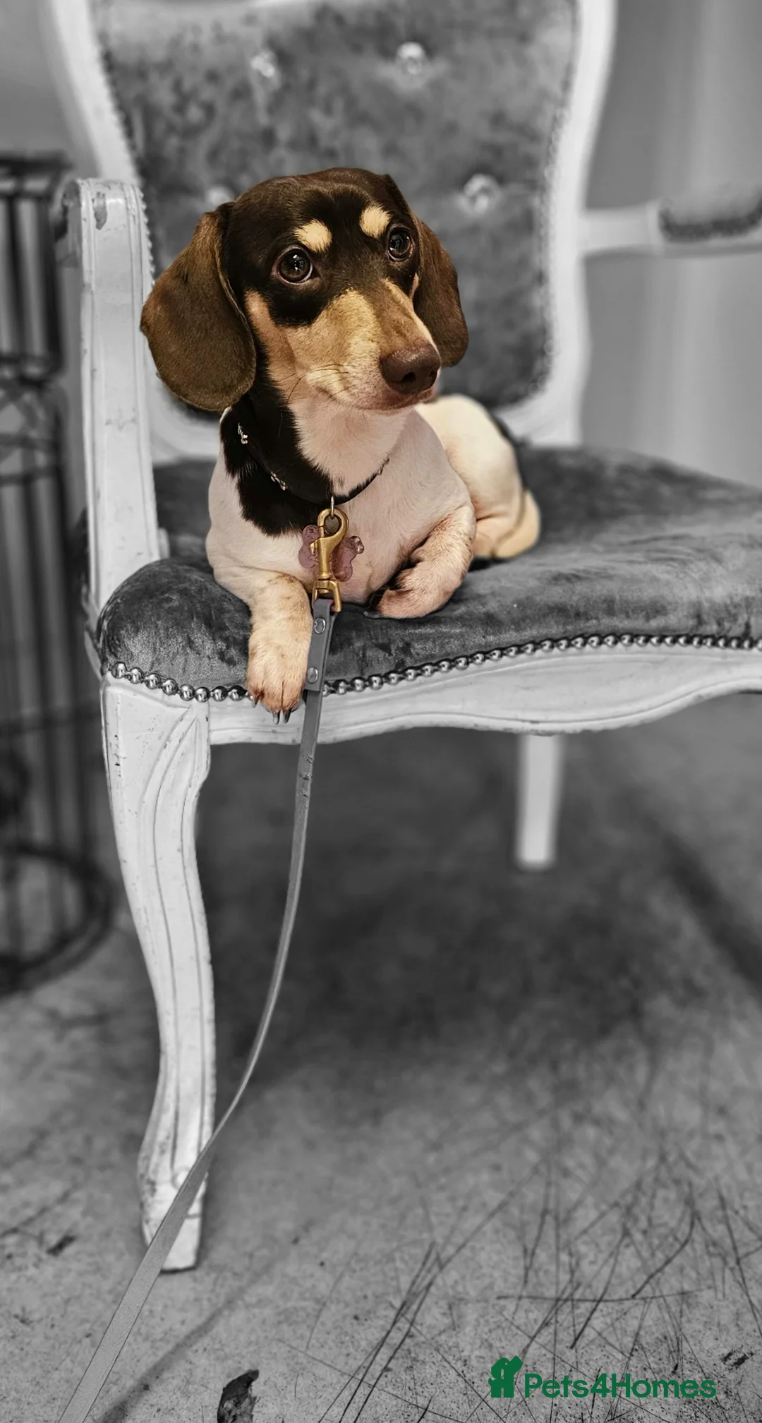 Miniature Dachshund dogs for stud: Piebald miniature Dachshund kc registered  in Blackburn - Advert 25