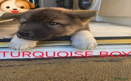 Akita dogs for sale: American akita puppies x10 - Image 6