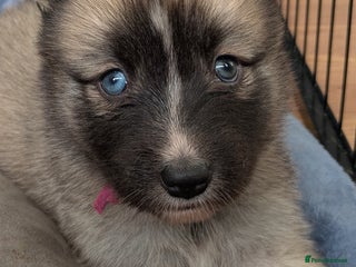 Shepsky dogs - Advert 13