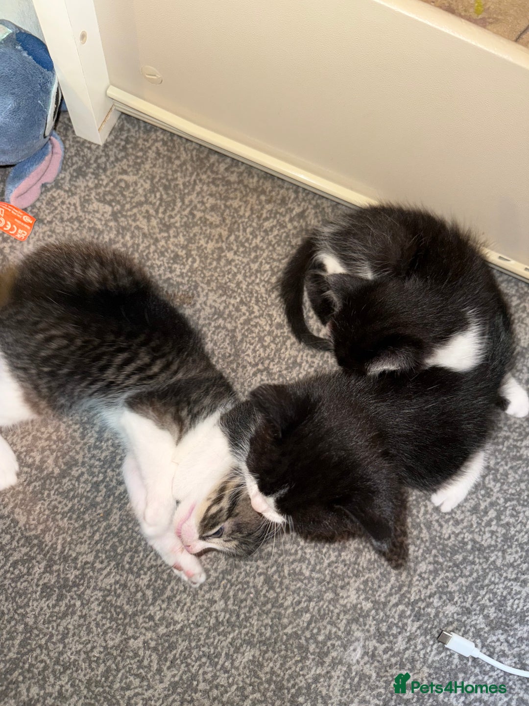 Mixed Breed cats for sale: 5 baby kittens  - Image 2