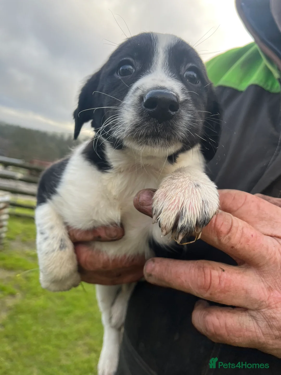 Sprollie dogs for sale: Sprollie puppies  - Advert 18