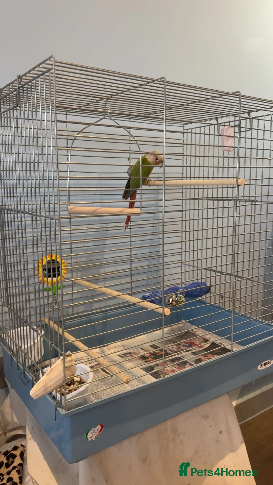 Conures birds for sale: Male pineapple conjure with dna in Wisbech - Advert 2