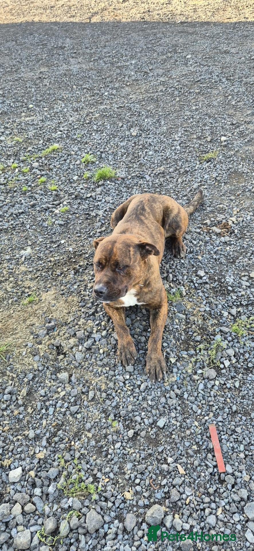 Mixed Breed dogs Bandit Beautiful American Bulldog Cross - Advert 1