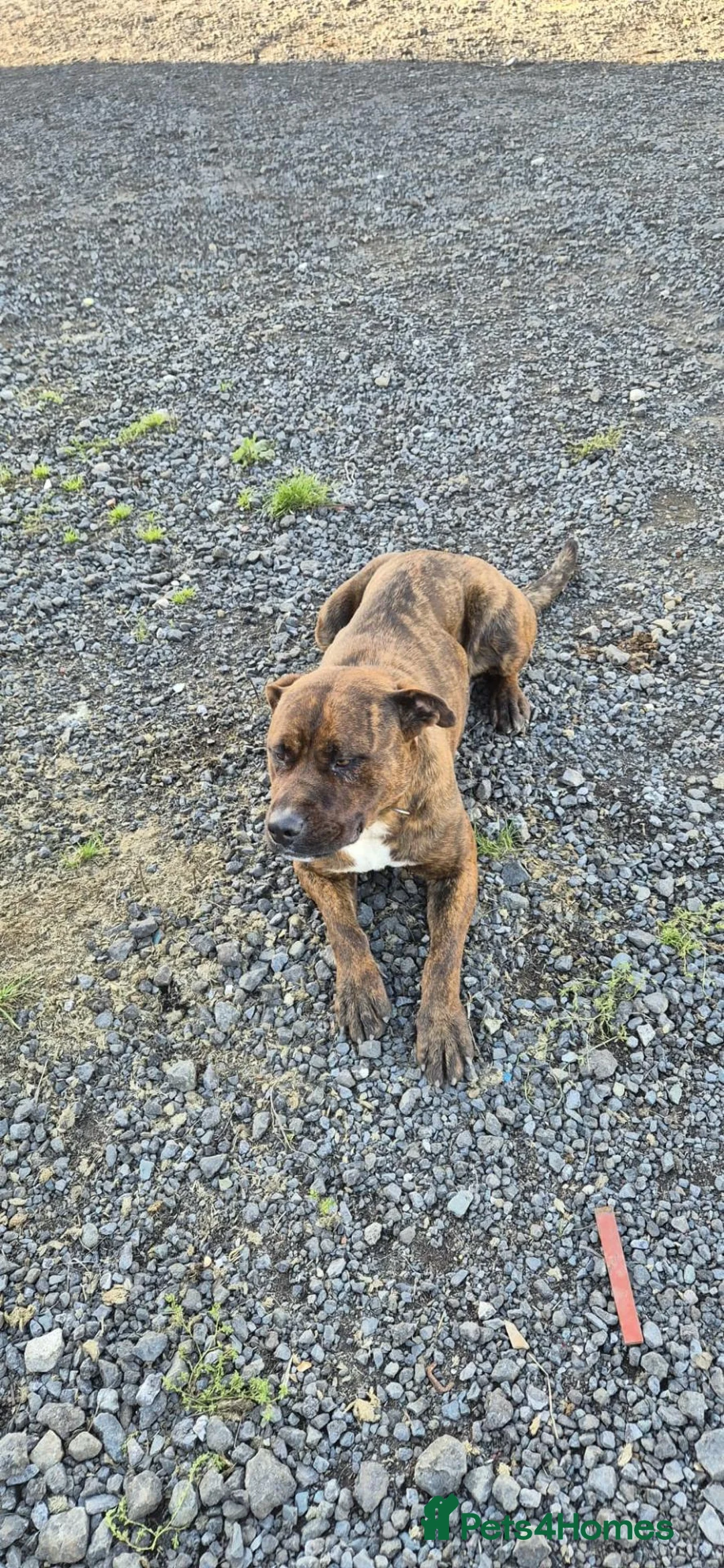 Mixed Breed dogs for sale: Bandit Beautiful American Bulldog Cross - Advert 1