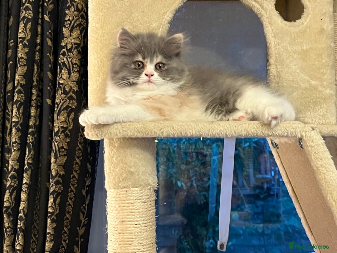 Persian cats for sale: Ready Now 2 Boys/1 Girl Persian Fluff Monsters - Image 23