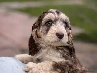 Cockapoo dogs Fabulous F1 cockapoos - Advert 1