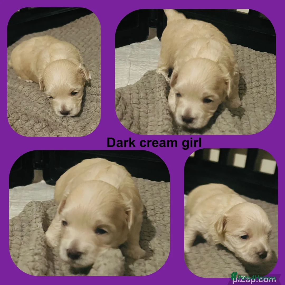Maltipoo dogs for sale: Last girl left 6 wks old Beautiful maltipoo puppy - Advert 2