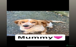 Cocker Spaniel dogs for sale: Last cocker spaniel male  - Image 2