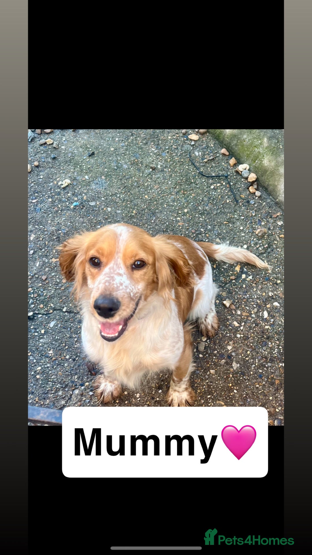 Cocker Spaniel dogs for sale: Last cocker spaniel male  - Image 2