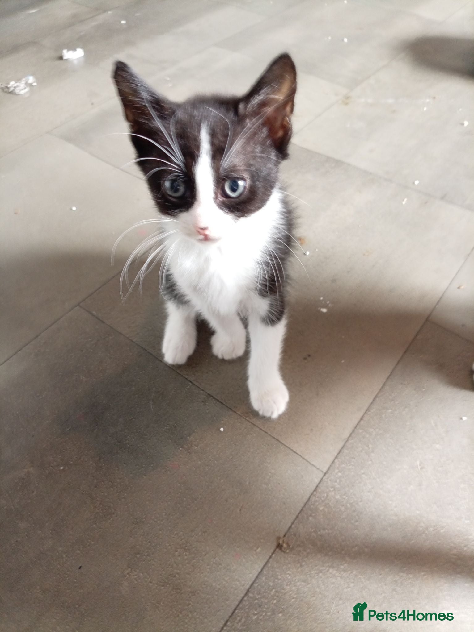 Mixed Breed cats 1 BOY AVAILABLE READY NOW - Advert 19
