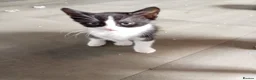 Mixed Breed cats for sale: 3 beautiful playful friendly kittens  - Advert 5