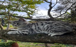 British Shorthair cats for sale:  BSH SILVER CLASSIC TABBY - Image 9