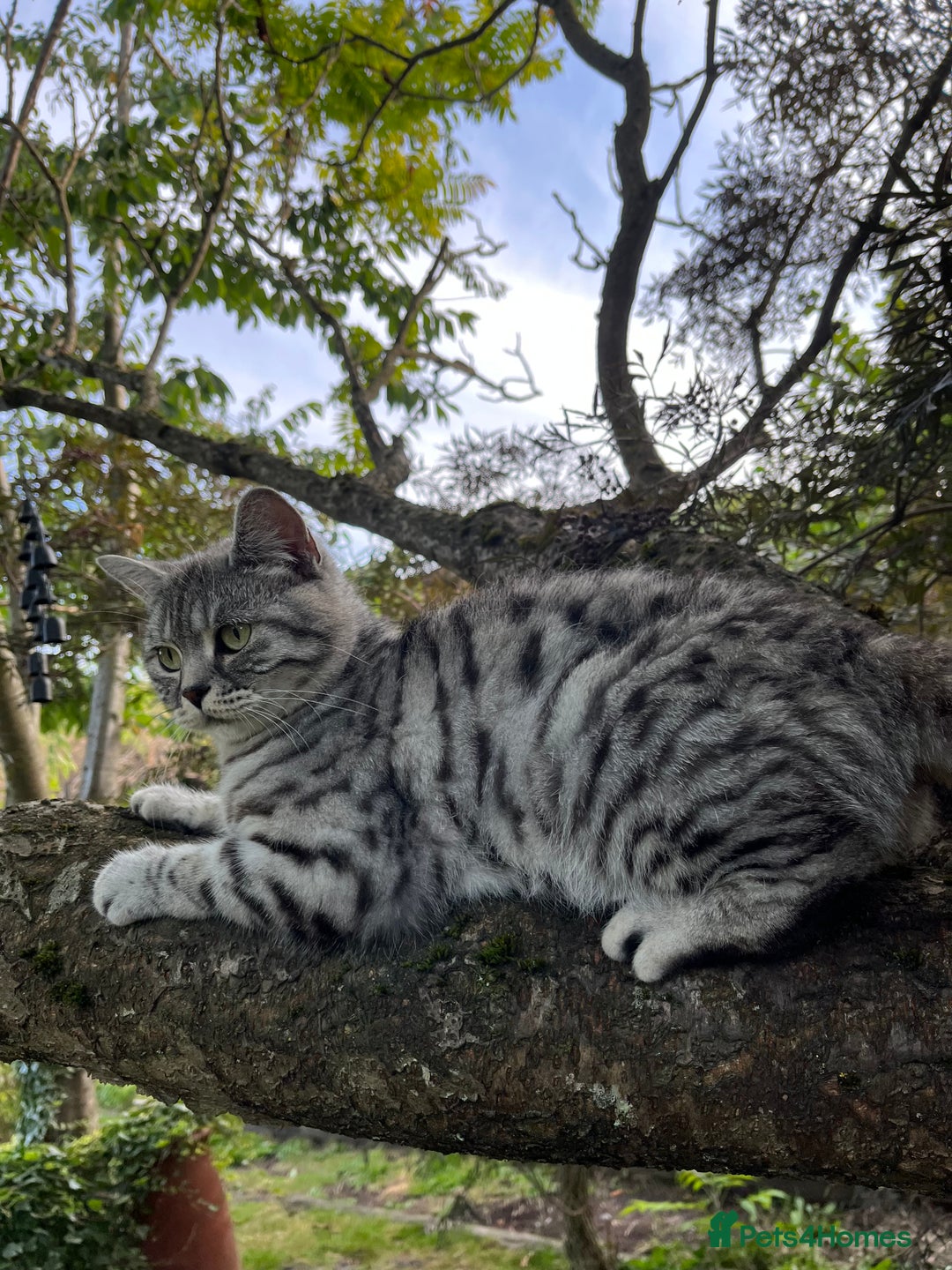 British Shorthair cats for sale:  BSH SILVER CLASSIC TABBY - Image 9