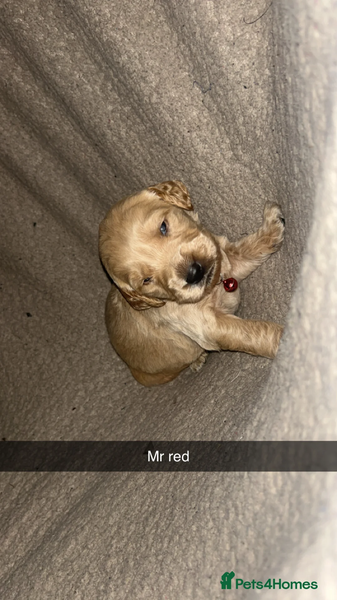 Goldendoodle dogs for sale: F1 golden doodle 5 left viewings now available. - Advert 26