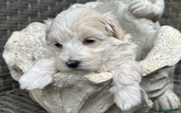 Maltipoo dogs for sale: Champagne and white, extensively health tested - Image 10