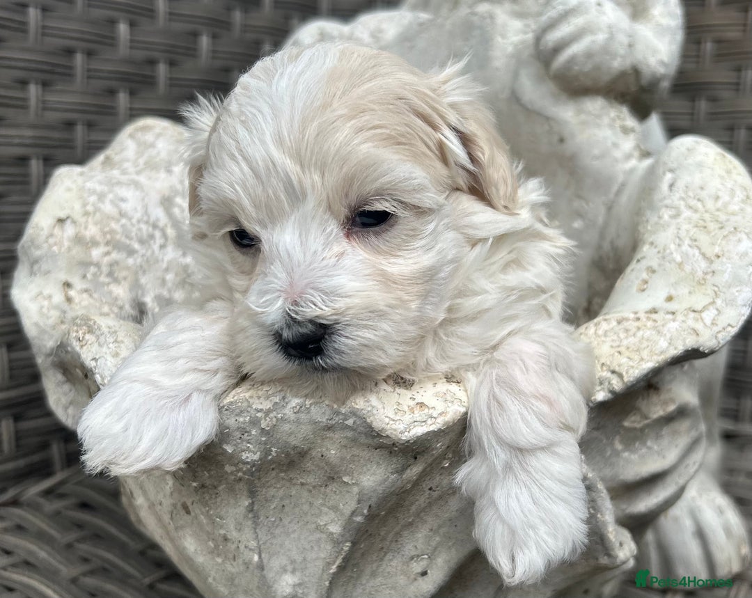 Maltipoo dogs for sale: Champagne and white, extensively health tested - Image 10