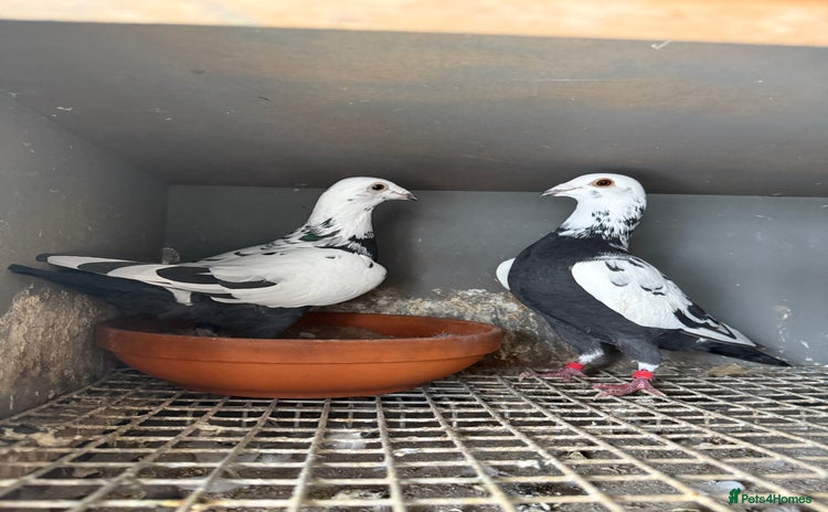 Pigeons birds - Advert 3