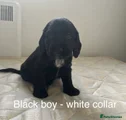 Cocker Spaniel Puppy 4