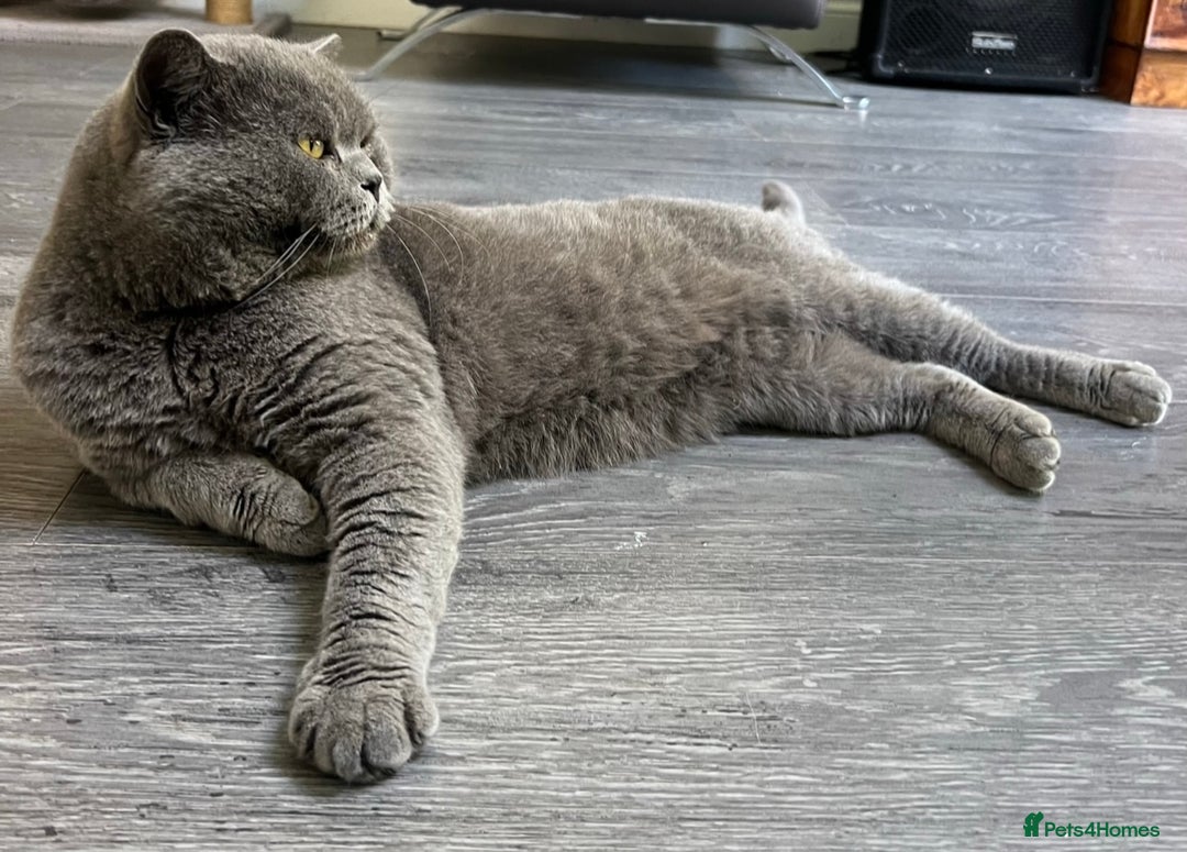 British Shorthair cats for stud:  British Shorthair Stud Services - Meet Dext  - Advert 3