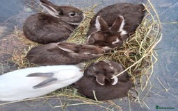 Netherland Dwarf rabbits for sale: Baby Netherland dwarf rabbits for sale £50 each  - Advert 16
