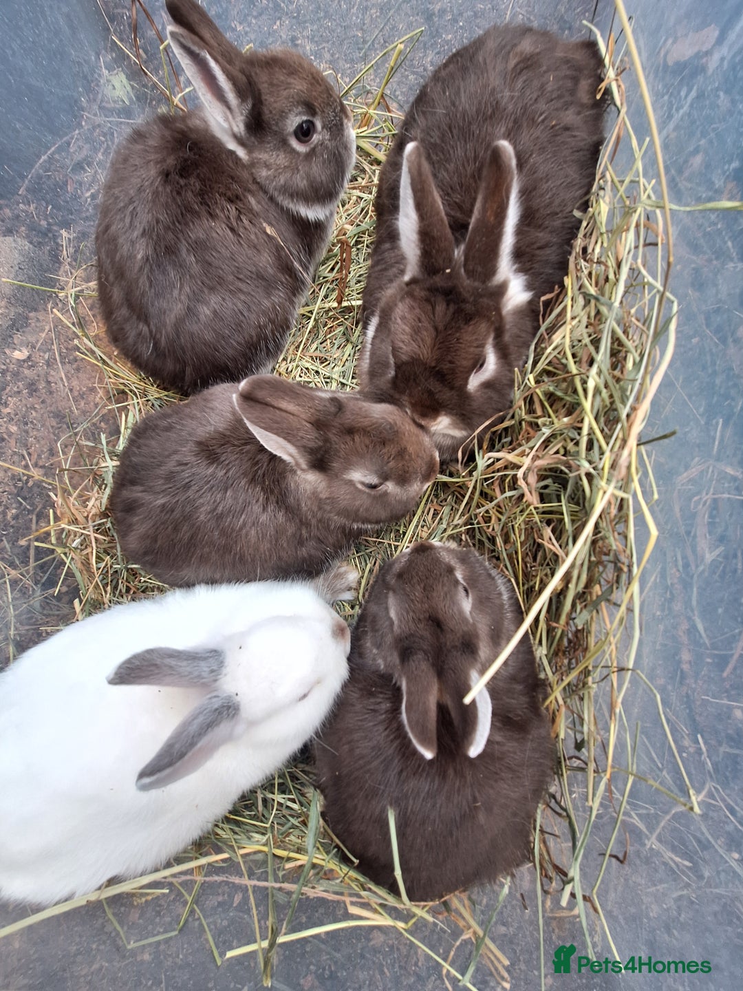Netherland Dwarf rabbits for sale: Baby Netherland dwarf rabbits for sale £50 each  - Advert 16