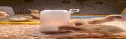 Ducks poultry for sale: 6 x Runner Duck Hatching Eggs - Ready now - Advert 5