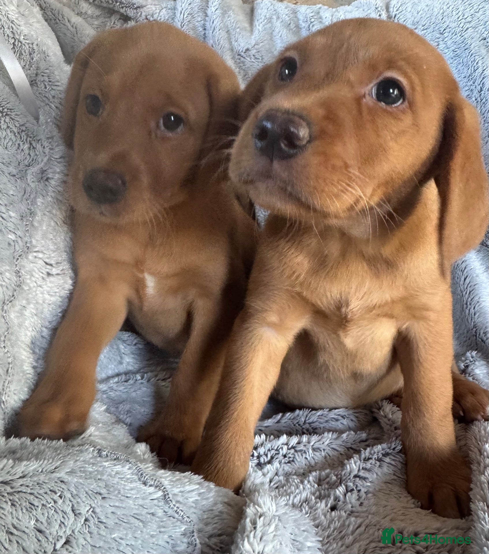 Labrador Retriever dogs Labradors FOX RED - Advert 1