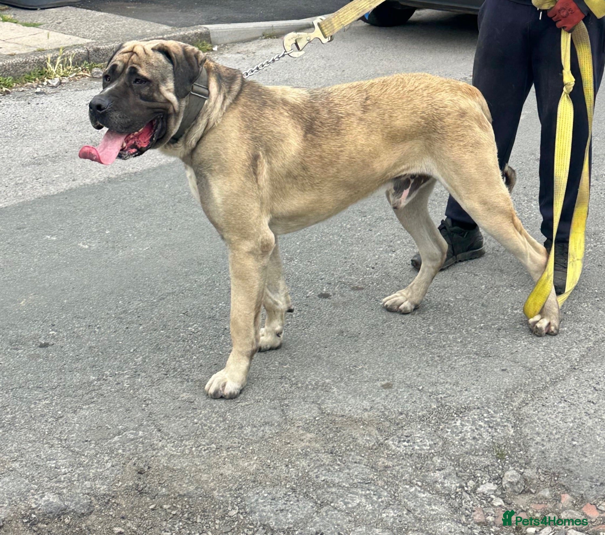 Turkish Kangal dogs Turkish kangal male big guard dog  - Advert 1
