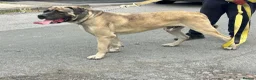 Turkish Kangal dogs for sale: Turkish kangal male big guard dog  - Advert 1