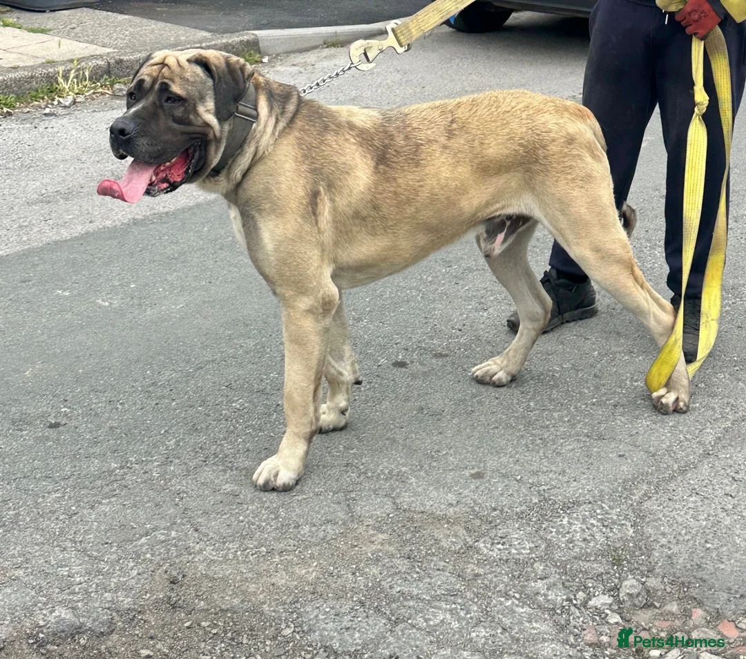 Turkish Kangal dogs for sale: Turkish kangal male big guard dog  - Advert 1