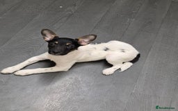 Jack Russell dogs for sale: Beautiful jack russel  - Advert 2