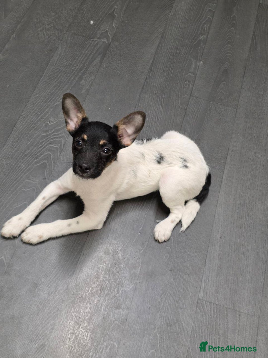 Jack Russell dogs for sale: Beautiful jack russel  - Advert 2