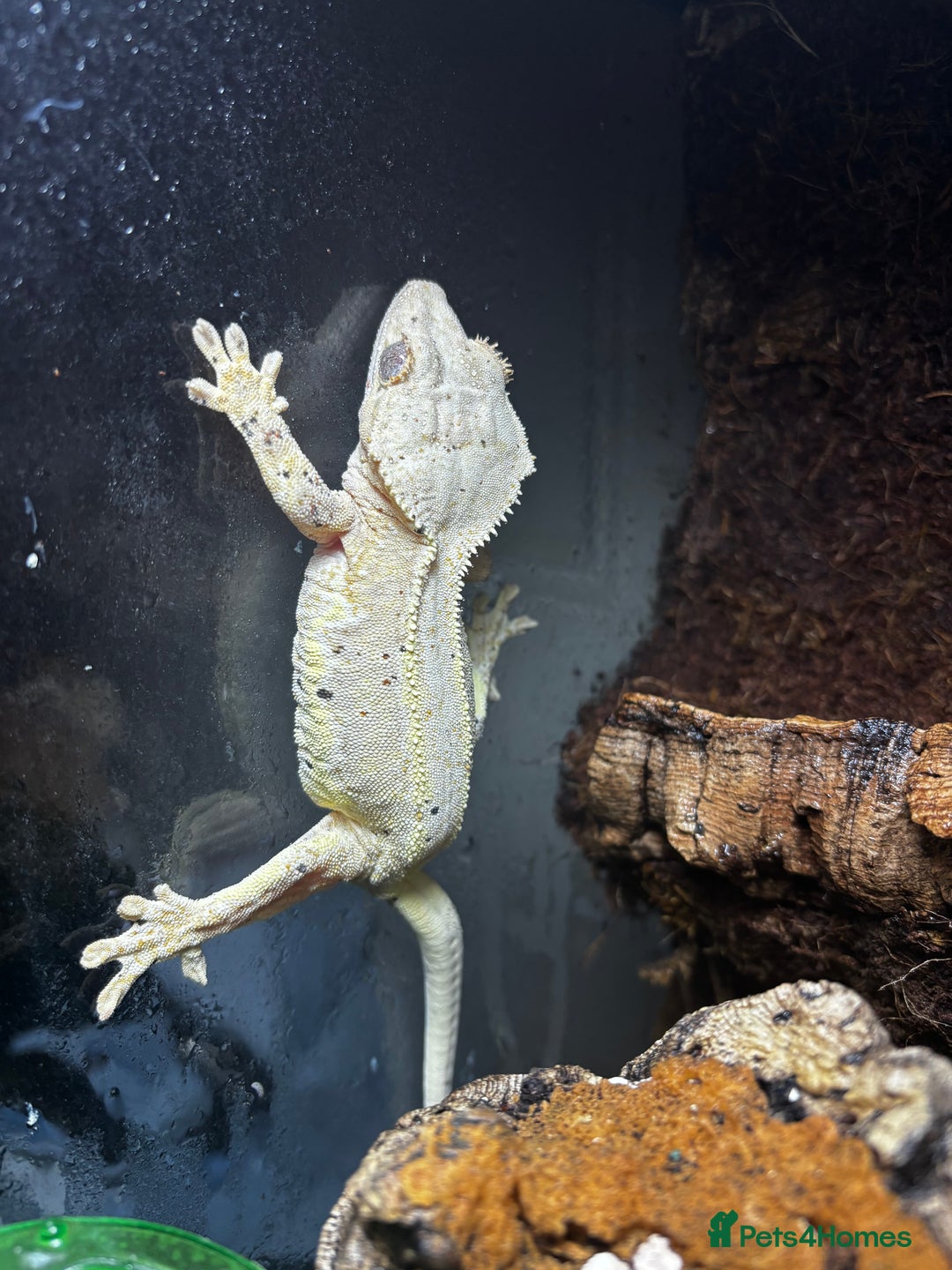 Gecko reptiles for sale: Lily white crested gecko (also have frog for sale) - Advert 1